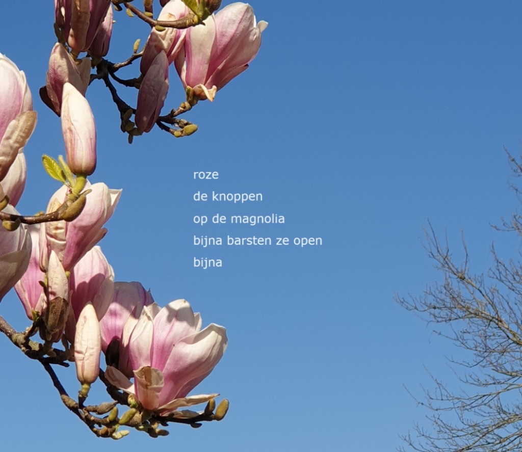 roze /
de knoppen /
op de magnolia /
bijna barsten ze open /
bijna